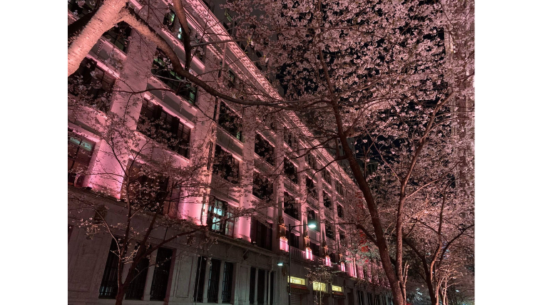 江戸桜通の桜ライトアップの画像です